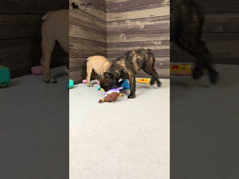Video 5