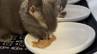 Feeding 8 Weeks Old Kittens