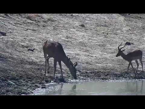 Djuma: Kudus and Impala - 09:44 - 08/31/21