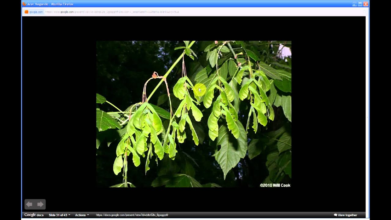 Acer Negundo | Boxelder (Part 1 of 2) - YouTube