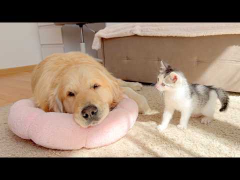 YouTube 썸네일