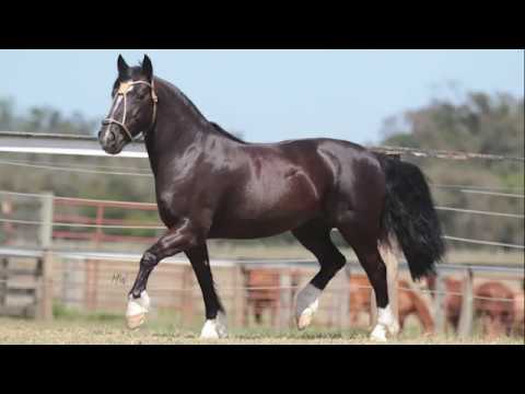 BANCA 43 DOS CASTANHEIROS