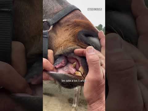 ¿Es potro o caballo?🐴 #vivirenmanada