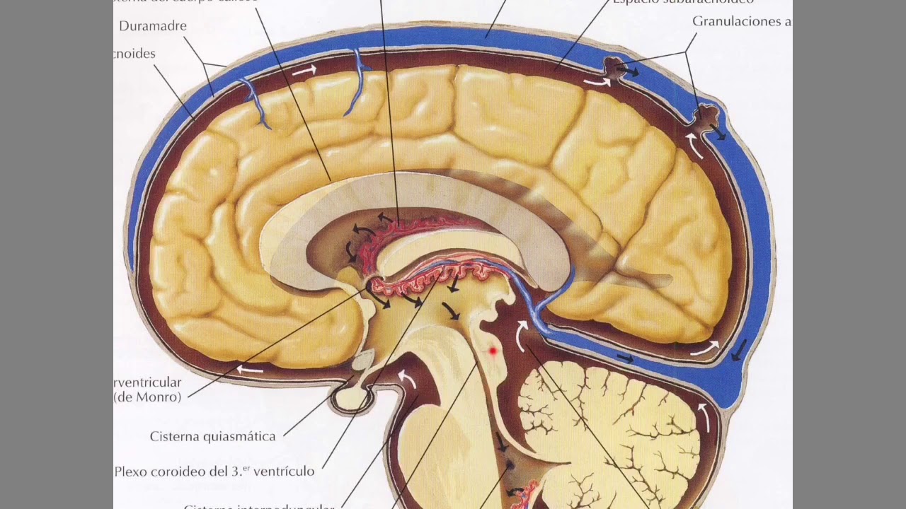 Líquido cefalorraquídeo (LCR) y su circulación