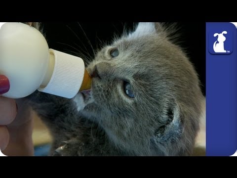 How to Bottle Feed Kittens
