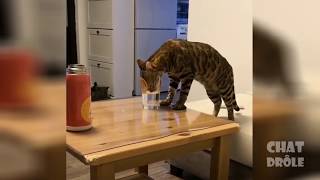 Приколы с котами подборка топовых приколов до слёз 2019№21!funny cats 2019!