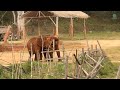 Elephant Friends Hurry To Reunite Then Joyfully Blast Their Trumpets ElephantNews