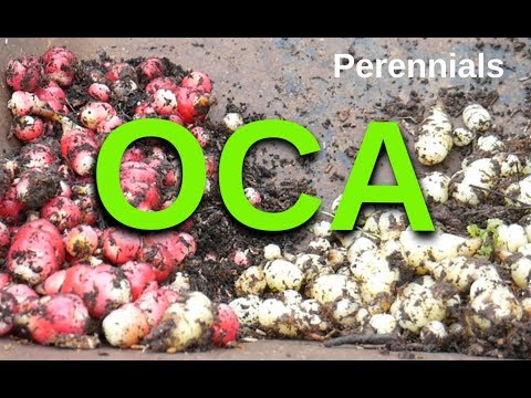 Oca Harvest 2019 (Perennial Vegetables)