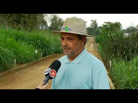 Coronel Pacheco: Vitrine forrageiras ajuda produtores rurais