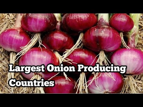 download lagu mp3 mp4 Country Onion, download lagu Country Onion gratis, unduh video klip Country Onion