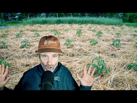Cover Crops as Mulch? Plus, Fill Dirt Warning!