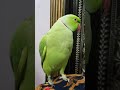 Parrot Birds Funny Talkingparrot Pets Ringnickparrot Nonstoptalkingparrot Funnyanimals