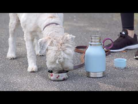 The Ultimate Bottle for Dogs is Here! - The Asobu Dog Bowl Bottle