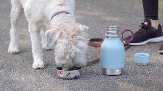 The Ultimate Bottle for Dogs is Here! - The Asobu Dog Bowl Bottle
