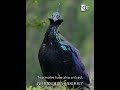 Male Himalayan Monal S Plumage Has A Rainbow Like Sheen China Documentary