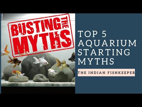 Top 5 Aquarium Hobby Myths Busted | The Indian Fishkeeper