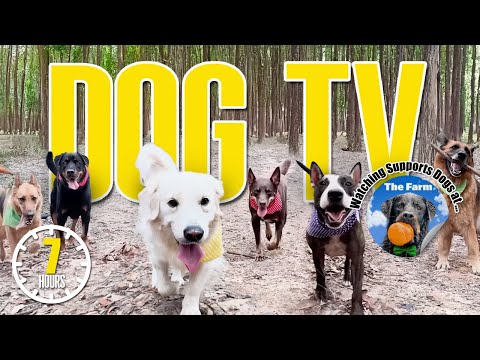 🌳🐕 Dog TV: Daycare for your Dog 🍃🐾 Day in the Life of Rescue Dogs Sanctuary - Dog Entertainment