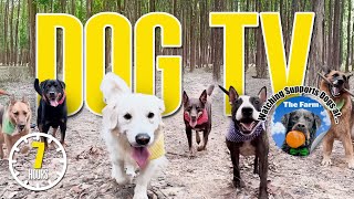 DogTV: Daycare for your Dog - Daily Life of Rescue Dogs in Sanctuary - Entertaining Video for Dogs