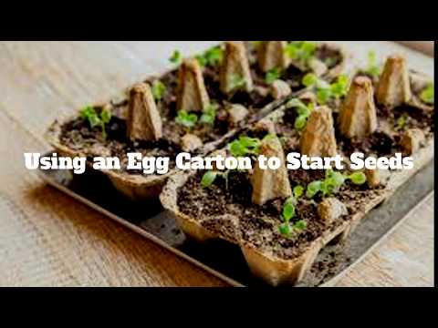 Starting Seeds with an Egg Carton