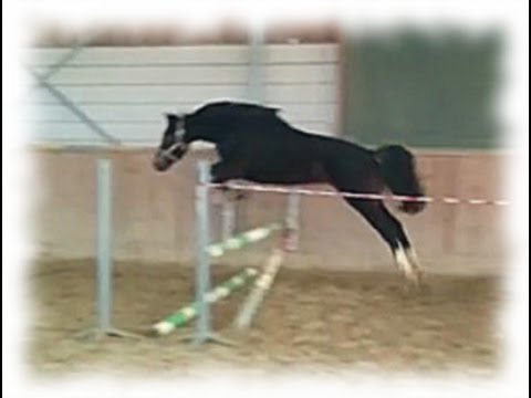 Trakehner Verkaufspferd: Suleyken - schwarzbraune Prämienstute v. Sky Walker - Springen