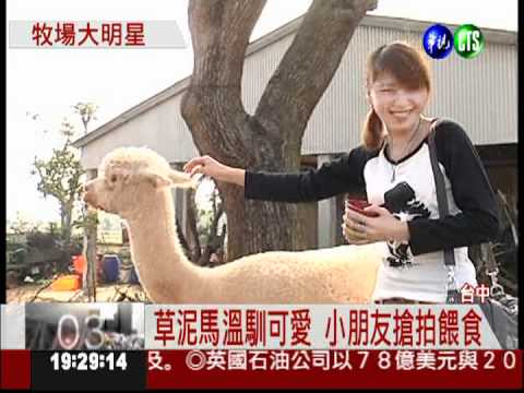 "草泥馬"吸睛 牧場大明星