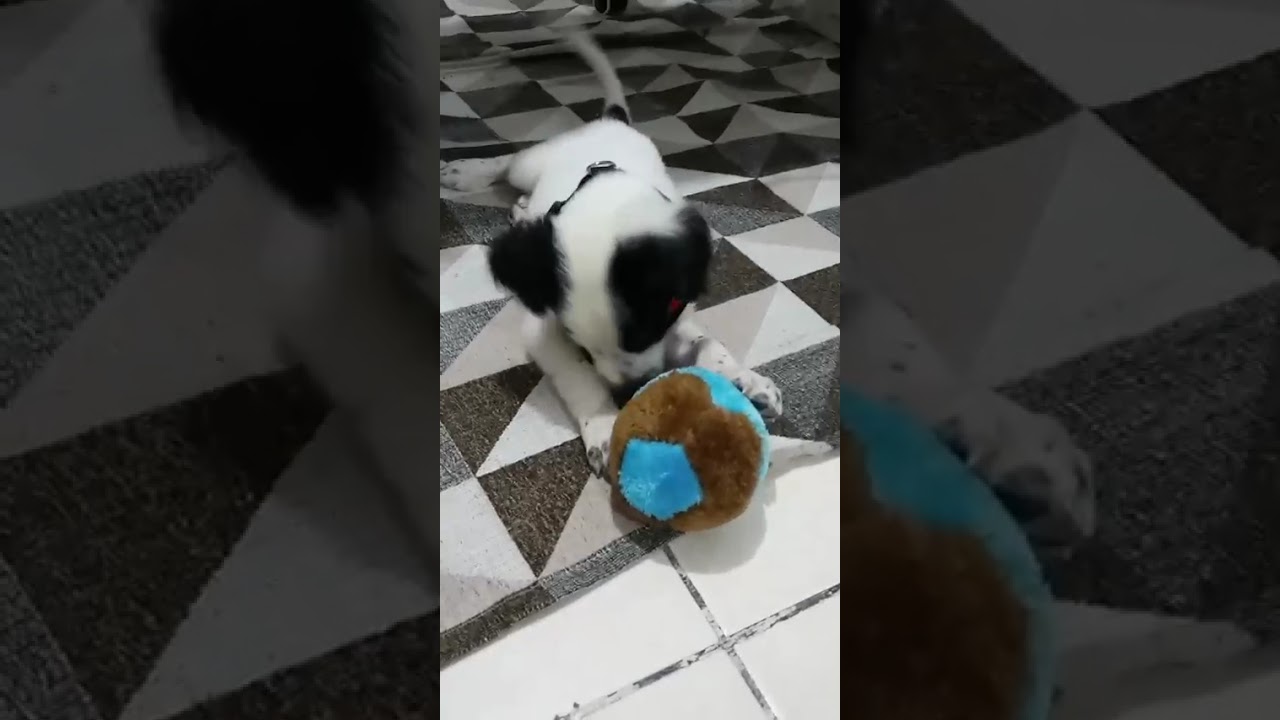Cachorro raça SRD-ViraLata idade 2 a 6 meses nome Rookie