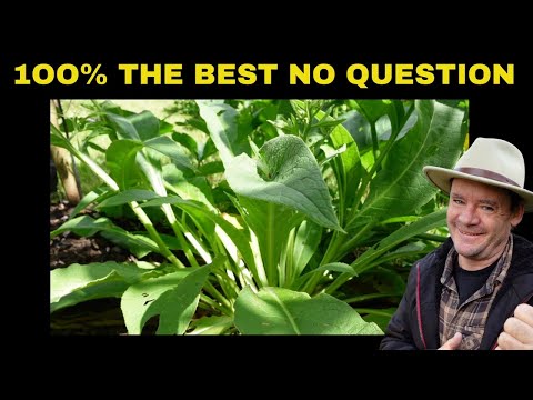 COMFREY PLANT The Best Companion Plant for Your Fruit Trees!