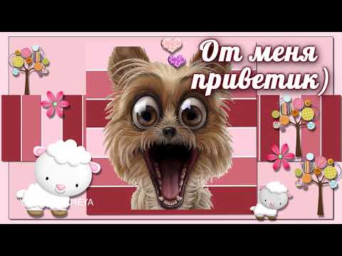 ПРИКОЛЬНАЯ ОТКРЫТКА🌸 Я посылаю тебе ПРИВЕТ🌸