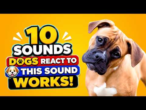 10 Sounds Dogs React To 🐶 This Sound Works!