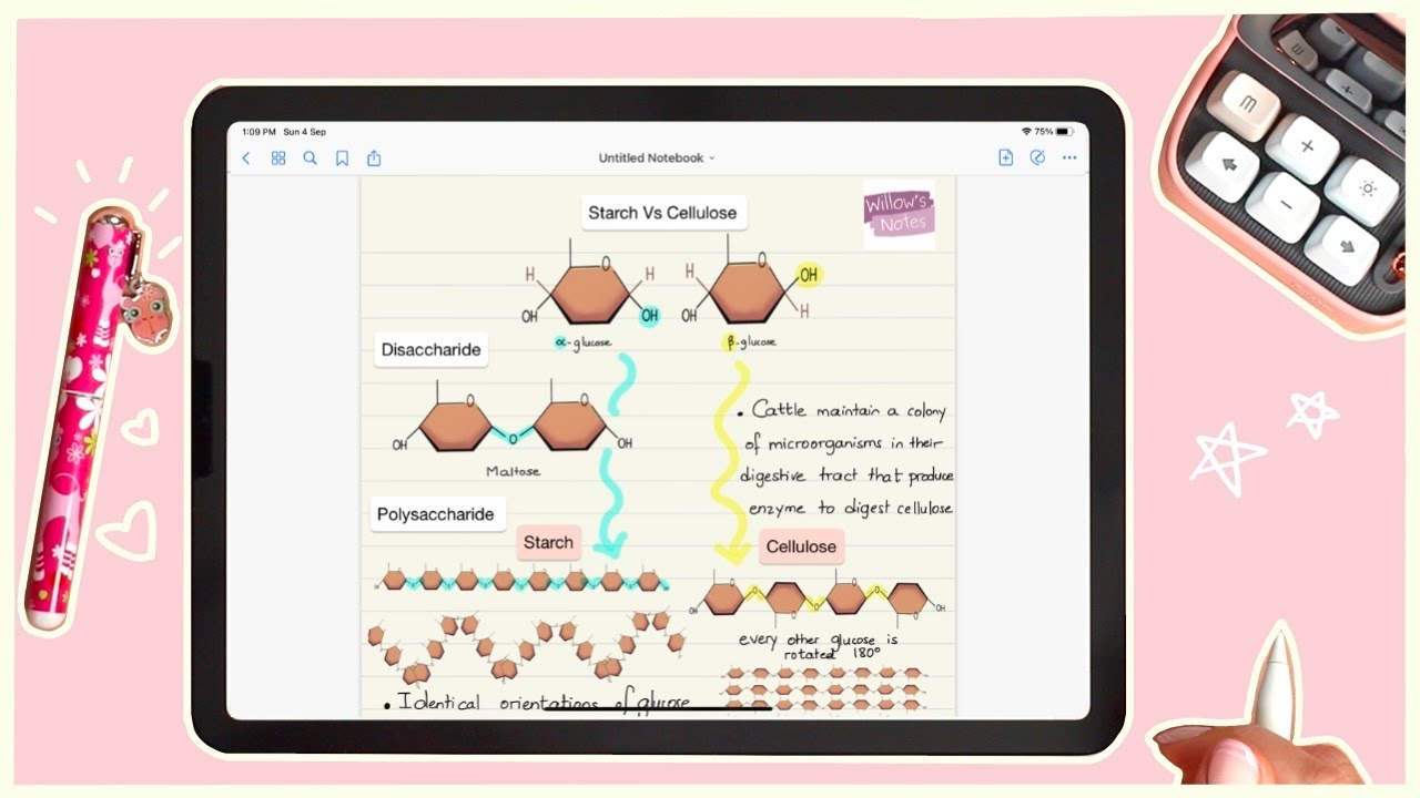 EVERYTHING you need to know about Starch Vs Cellulose.