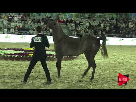 N.161 AFIYAH LNJ - Asharqia Classic 2018 - Fillies 3 years old (Class 4B)