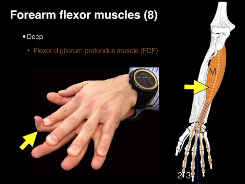 Forearm flexor muscles