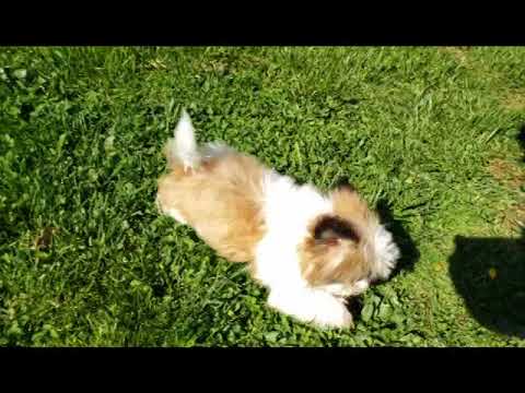 Romeo the Fantastic Shih Tzu Puppy