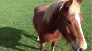 Slow Pony Home-  by  The Weepies  Baritone Ukulele version John Sharpe