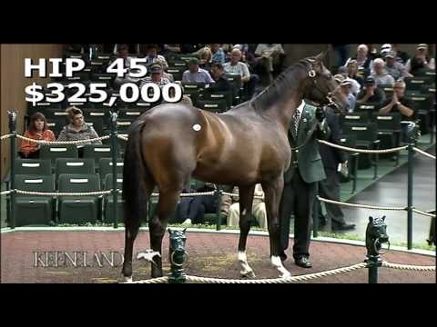 Always Dreaming as a Keeneland September Yearling