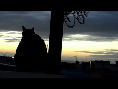 Kitty Silhouettes at Dawn