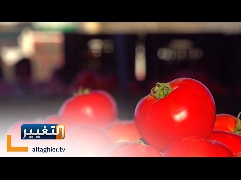 شاهد بالفيديو.. جولة صباحية في علوة الخضار بمحافظة كربلاء | صباحك عراقي