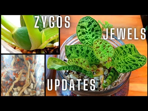 Orchid Updates! Jewel Orchids, Zygopetalum, Cymbidium & Cool Growers | Aquarium medium for Orchids?