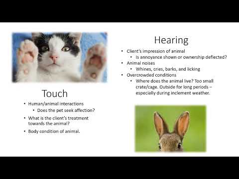 Volunteer Training Video-ANIMAL ABUSE