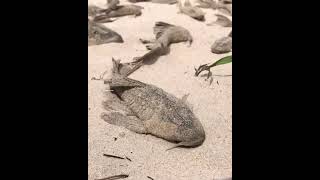 The West African Lungfish