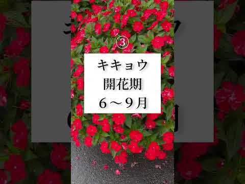 春の息吹を感じる3月に庭で何をしましょうか？ 2月の準備の後、3月に何を植え、種をまき、収穫するでしょうか？  庭園