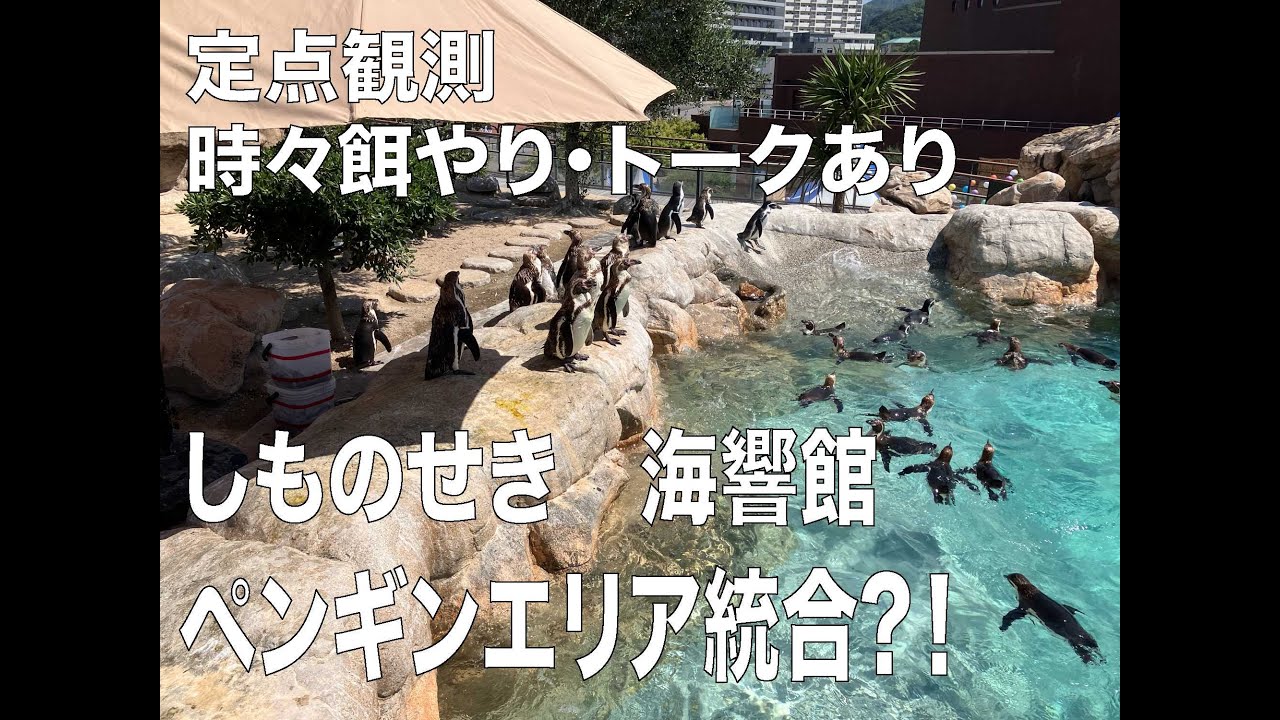 2025.8.1海響館ペンギン定点観測
