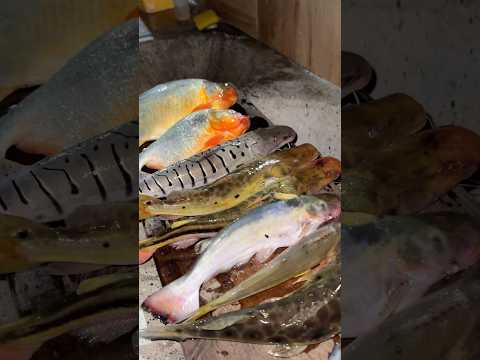 Pescaria no mês de AGOSTO no RIO VERMELHO-MATRINCHÃ!! 🤩🎣😍 #goiás #fishing #pescaria