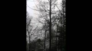 Amber releasing the dove for code orange revival and elevat