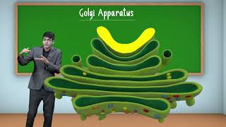 Structure of Golgi Apparatus - Cell: The Unit of Life | Class 11 Biology