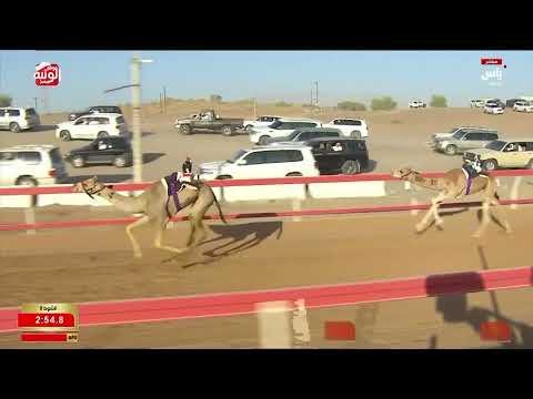 ش 9 (الواريه) لـ حميد محمد بن عبدالله الخاطري 3:04:26 ، شارة العقود 2026/05/24 السوان