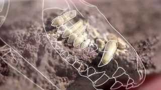 What Can Fossil Teeth Tell Us — HHMI BioInteractive Video