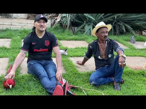 CHARLLES E TIRINGA NO BATE-PAPO DO DIA A DIA | COMÉDIA SELVAGEM ®