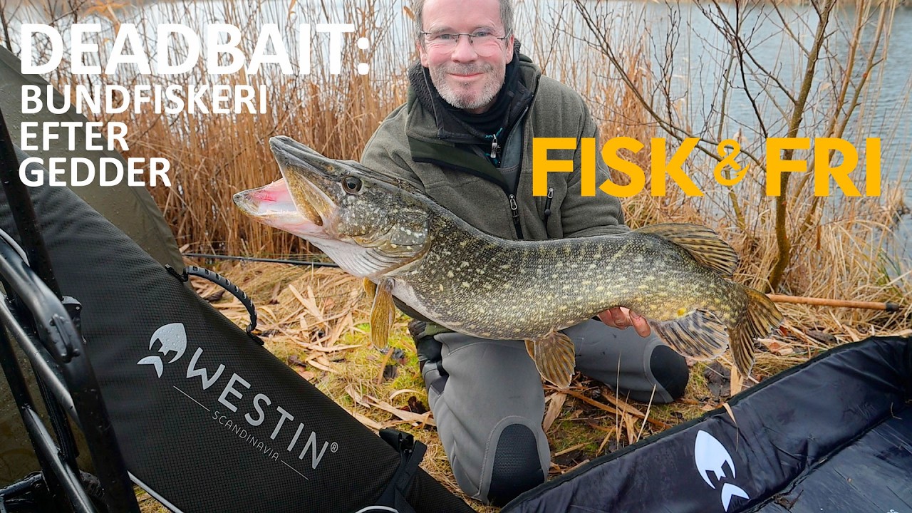 NY VIDEO: BUNDFISKERI MED DØD AGN EFTER GEDDER – WESTIN DEADBAIT