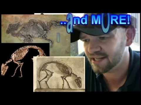 Overview of Eocene Equids:  The Palaeotherids — (Version 2.0) | Evolutionary Zoology